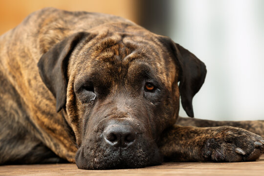 Adult large brown domestic dog resting with one eye open. 