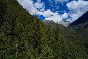 Beautiful bird eye view on fresh pines in the morning sunlight, Europe, Italy, Alpine mountains. Aerial view. Green tree forest background.