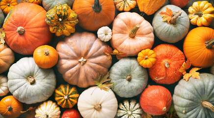 Various fresh ripe pumpkins as background - Powered by Adobe