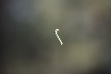 Caterpillar on a blurred background.