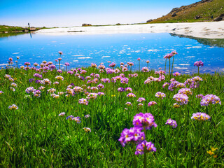 meadow with flowers and lake