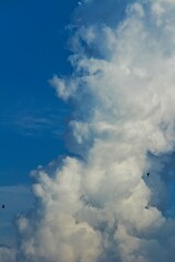 夏の入道雲と鳥の影