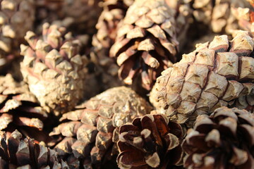 background of pine fir cones close up new year Christmas winter Christmas trees
