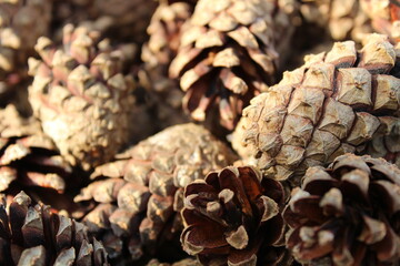 background of pine fir cones close up new year Christmas winter Christmas trees