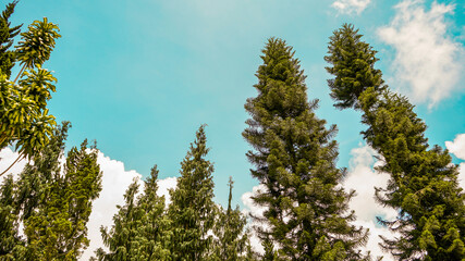 sky and trees