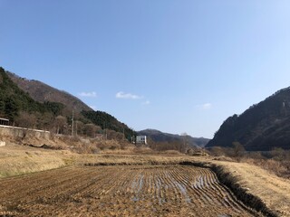 Naklejka premium Rice paddy in rural area of Korea