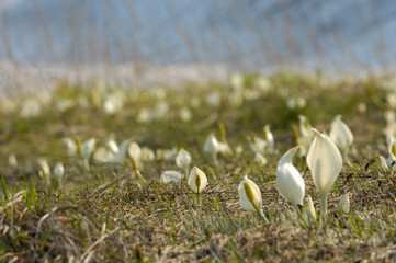 Obraz premium 水芭蕉