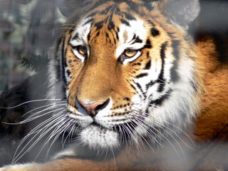 Portrait of a calm tiger 