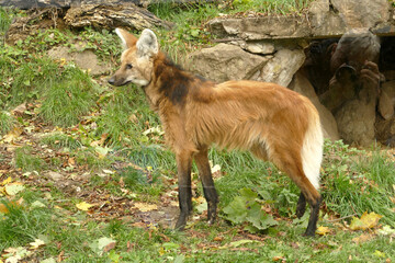 Fototapeta premium Rare mammal: maned wolf with long legs in the wild park 