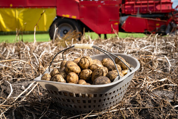 Kartoffelernte - mit Kartoffeln gefüllter Plastikkorb auf einem Kartoffelacker.