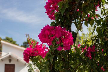 Bougainvillea pink flowers in the garden