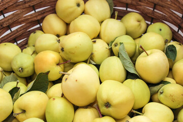 Freshly picked apples in a basket