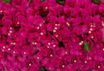Bougainvillea blooming flowers background
