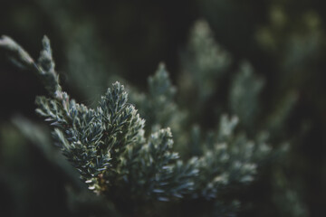 Green natural background. Beautiful green plant