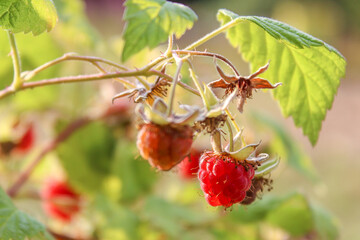 Closeup on red raspberrys on the branch