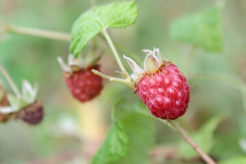 Closeup on a red raspberry