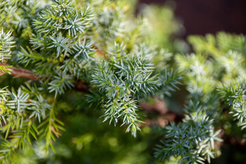 Green natural background. Beautiful green plant
