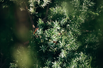 Green natural background. Beautiful green plant
