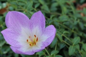 purple lilac flower close up side or top view seasonal flower Phlox