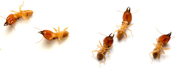 Close up termites dead on a white background. concept of insect control.