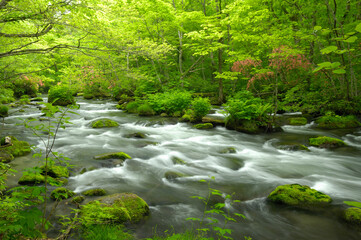 奥入瀬渓流