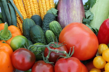 Fototapeta na wymiar food background vegetables tomatoes red yellow cucumbers green carrots orange corn potatoes beets cabbage