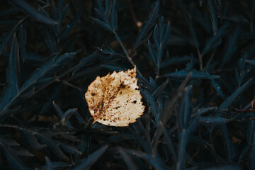 Photo of autumn leaf against the background of dark leaves.