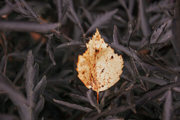 Photo of autumn leaf against the background of dark leaves.