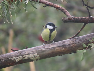 Great tit (Parus major) standing on a piece of wood. Colorful common bird standing on a piece of...