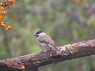 Marsh tit (Poecile palustris) perching on a beautiful tree branch. Beautiful marsh tit perching.