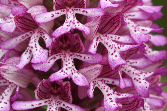 Macro shot of an orchis simia flower
