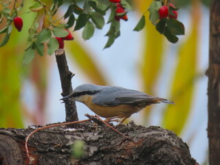 Eurasian nuthatch (Sitta europaea) visiting a homemade bird feeder. Wood nuthatch at bird feeder.