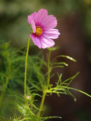 pink cosmos flower at garden