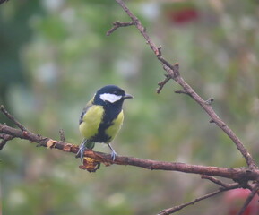 Great tit (Parus major) standing on a piece of wood. Colorful common bird standing on a piece of wood.