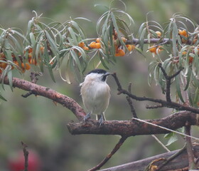 Marsh tit (Poecile palustris) perching on a beautiful tree branch. Beautiful marsh tit perching.