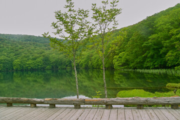 蔦沼