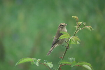 Willow warbler (Phylloscopus trochilus) perching on a beautiful branch, part of a rose bush.