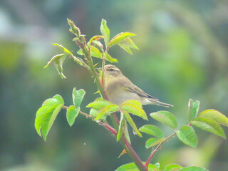 Obraz premium Willow warbler (Phylloscopus trochilus) perching on a beautiful branch, part of a rose bush.