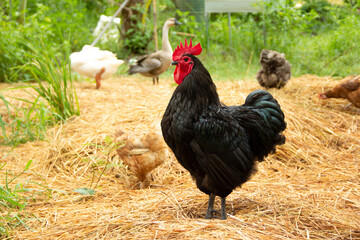 Chicken have red comb. Black australorp rooster stand on the straw and background with other poultry such as geese in husbandry natural animal lifestyle farming garden organic in the backyard. © Panupong