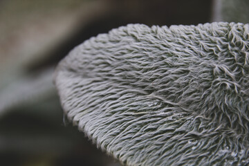 Close up photo leaves a plant in a hair coating