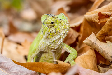 Camouflaged green chameleon behind the leaves in a natural environment