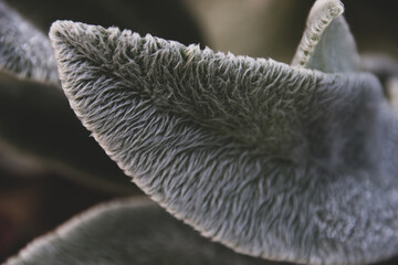 Close up photo leaves a plant in a hair coating