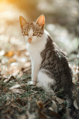 Cute young cat sunlit in nature