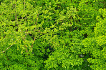 Naklejka premium 若葉