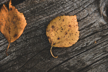 Close up photos of autumn leaves on a wooden background