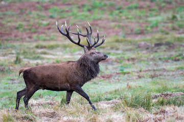Red deer stag (Cervus elephus) in the rutting season at Bradgate Park, Leicester, UK