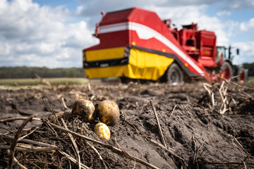 Kartoffelernte mit moderner Landtechnik, landwirtschaftliches Symbolfoto.