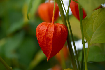Autumn photo of orange physalisis in the garden. Close-up
