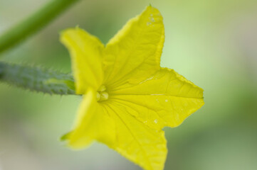 キュウリの花