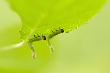 虫